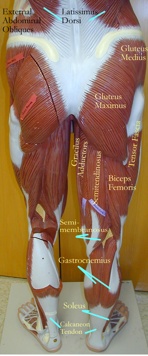 Lower Back Muscles Labeled - Muscle Labeling - Anatomy with E at West